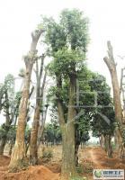 益陽市香樟苗木供應 專業移栽服務與綠化解決方案