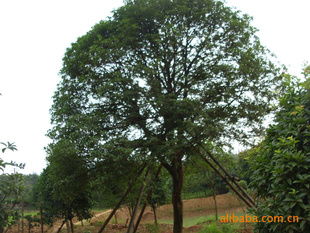 供應湖南優質八月桂苗木，盡在農苗網與瀏陽林子洲苗圃