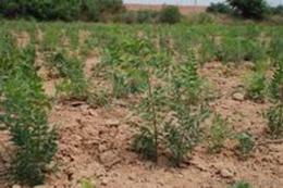 文冠果苗木供應與價格指南